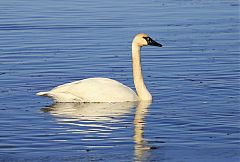 Trumpeter Swan